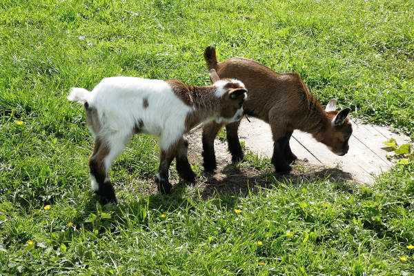 Twee geitjes in de wei