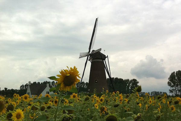 Zonnebloemen en molen