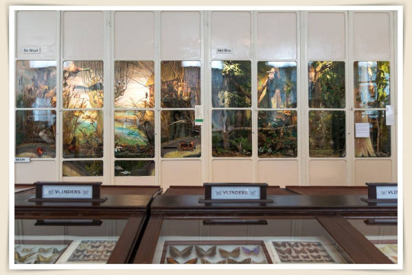Natuurhistorisch en Volkenkundig Museum: Diorama