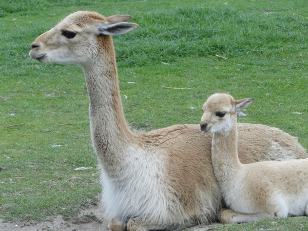 Baby en mama lama