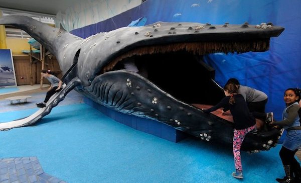 Diergaarde Blijdorp binnenspeeltuin grote Bultrug van 14 meter lang