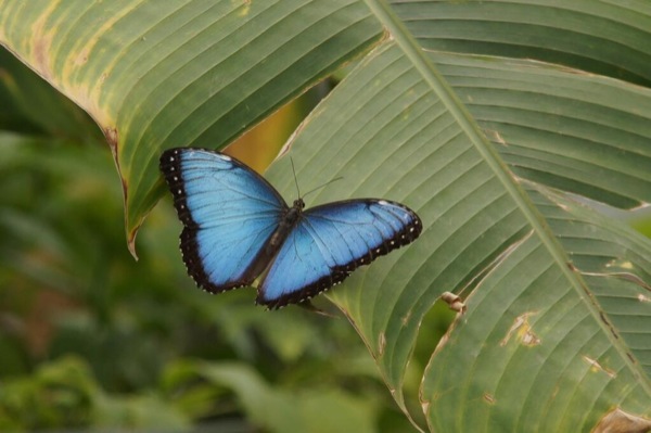 Prachtige blauwe vlinder