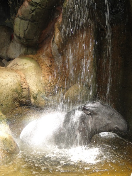 Een tapir onder de waterval