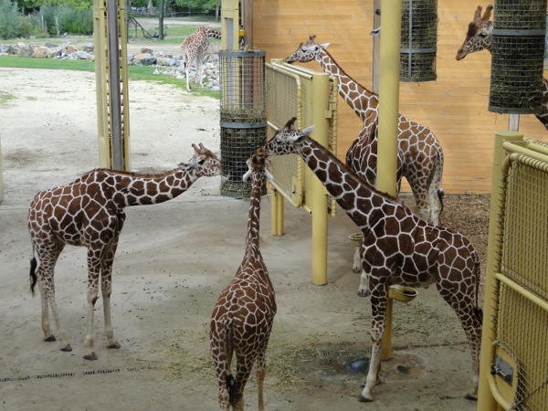 Giraffes aan het eten