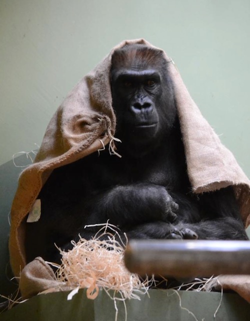 Gorilla kleed zich lekker warm aan