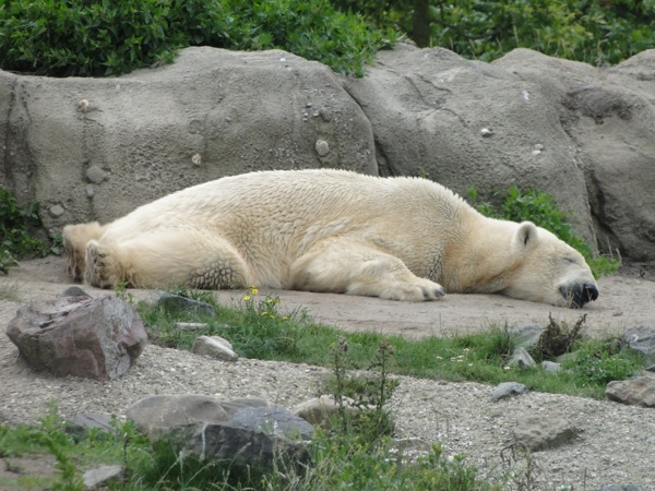 Slapende ijsbeer