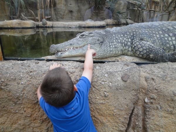 Een Krokodil aanraken