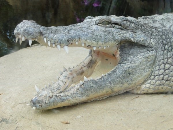 Krokodil met open bek