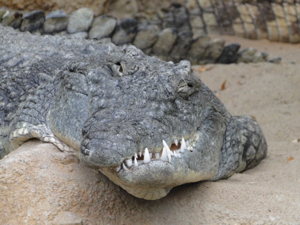Krokodil met scheve bek