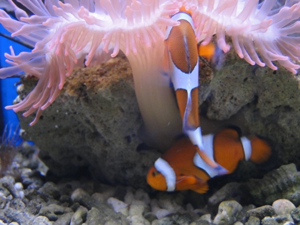Nemo vissen