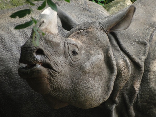 Neushoorn is aan het kauwen