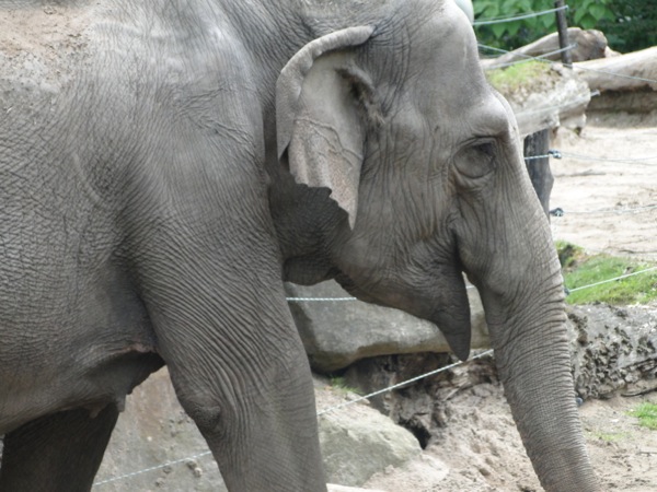 Close-up van een Olifant