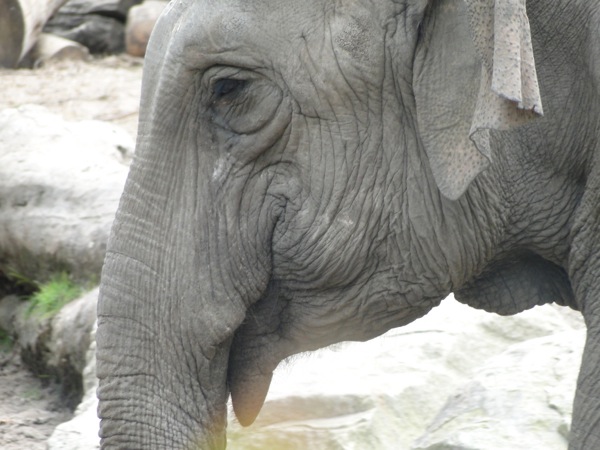 Diergaarde Blijdorp: Andere close-up van een Olifant