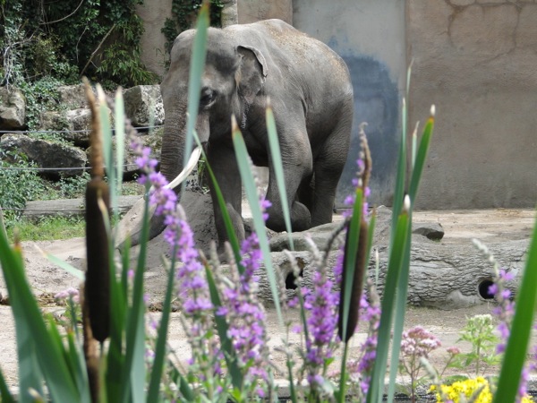 Olifant tussen de bloemen