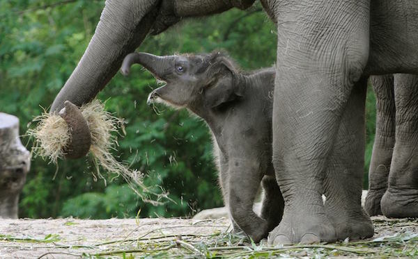 Pasgeboren olifantje Sunay