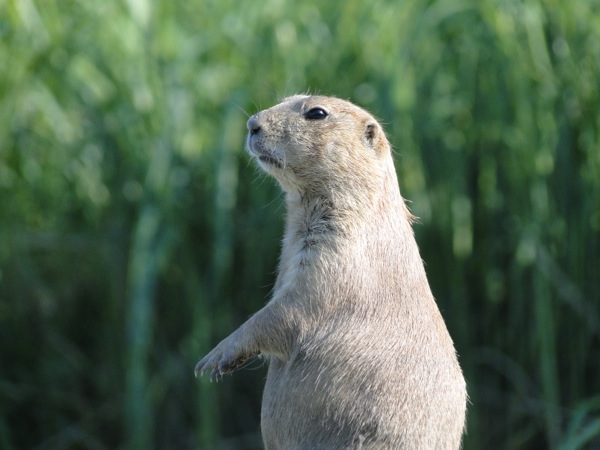 Prairiehond houdt alles in de gaten