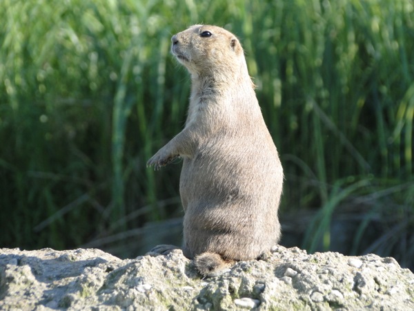 Prairiehond op de uitkijk