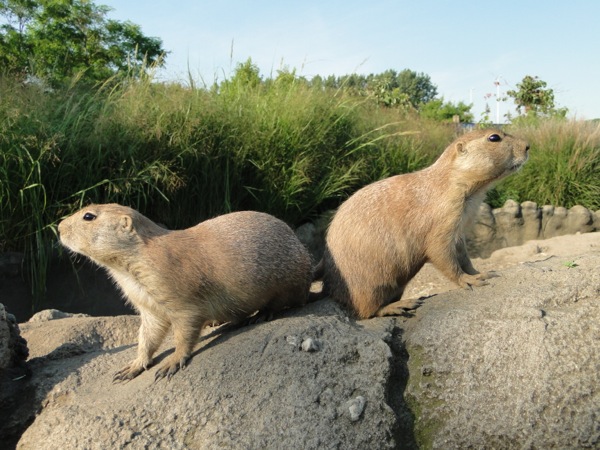 Prairiehonden staan in spiegelbeeld