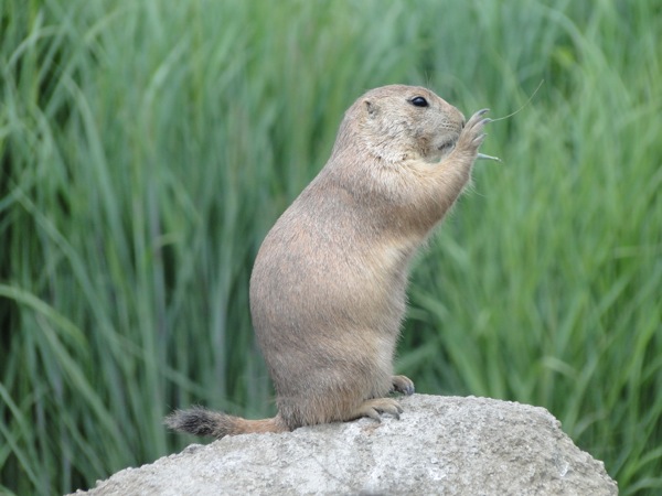 Prairiehond op de rots