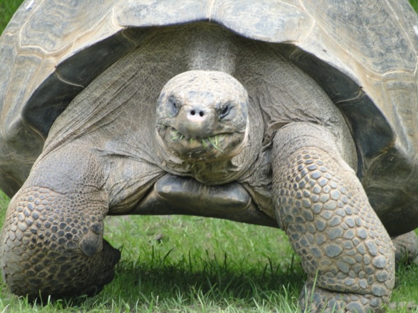 Reuzen landschildpad