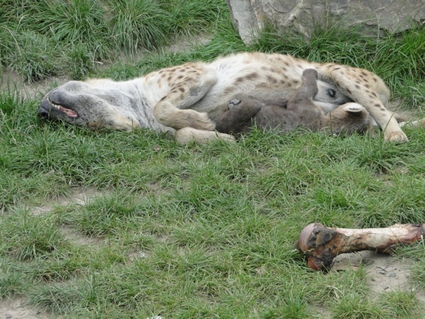 Slapende Hyena
