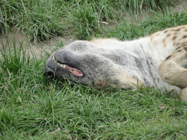 Slapende Hyena kop