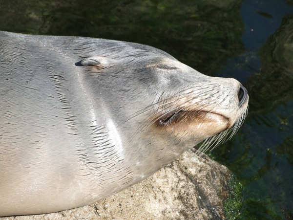 Slapene Zeehond