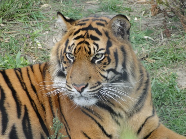 Prachtige Sumatraanse tijger