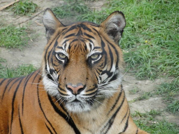 Prachtige Sumatraanse tijger houdt alles in de gaten