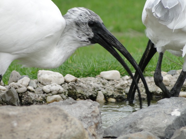 De vogelshow