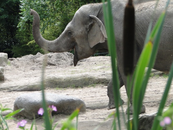 Vrolijke olifant