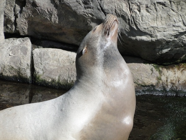 Zeehond aan het zonnen