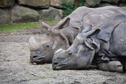 Neushoorns lekker relaxen