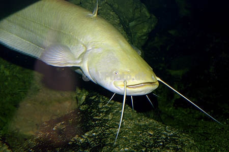 Katvis bij Grottenaquarium Valkenburg
