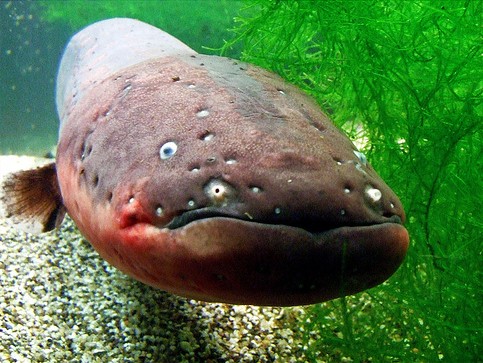 Grottenaquarium Valkenburg: Sidderaal