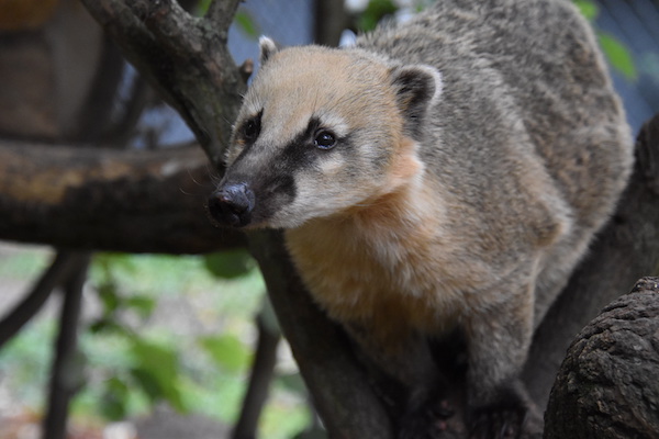 Spot alle leuke en mooie dieren in de dierentuin