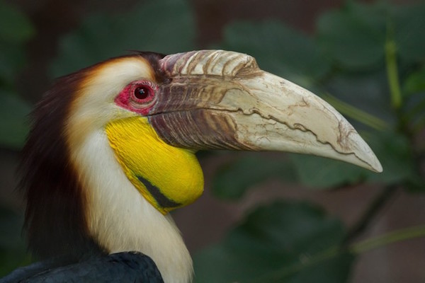 Exotische vogel