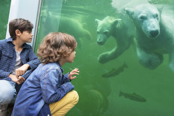 IJsberen zwemmen onderwater