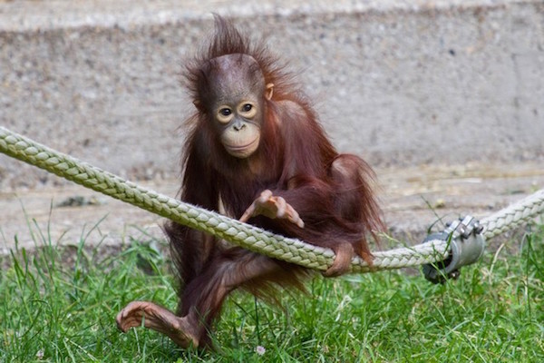 Kleine orang oetan