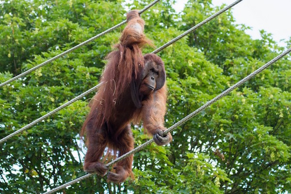 Orang oetan in de touwen