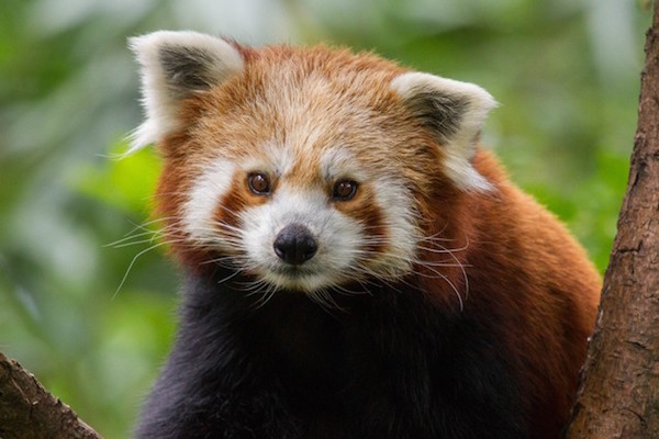 De Rode Panda tegenover de Reuzen Panda's in Ouwehands Dierenpark