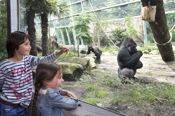 Ouwehands Dierenpark Rhenen: Lachen, gieren, brullen bij de gorilla's
