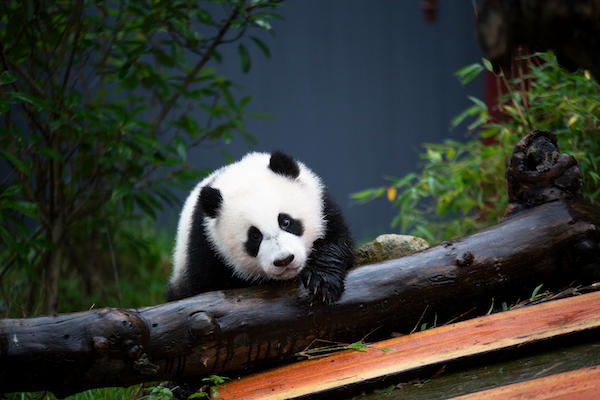 Fan Xing klimt op een boom