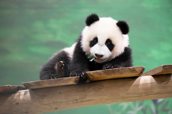 Ouwehands Dierenpark Rhenen: Fan Xing ligt te eten