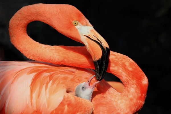 Flamingo met jong