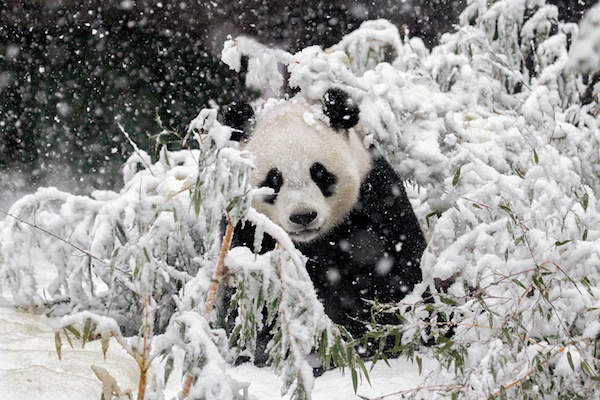 Panda voor het eerst in de sneeuw