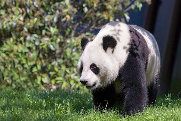 Panda Wu Wen loopt lekker rond in haar buiten verblijf