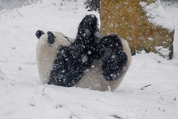 Panda is heerlijk aan het rollebollen in de sneeuw bij Dierenpark Ouwehands Zoo in Rhenen