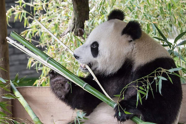 Panda Xing Ya geniet van zijn bamboe