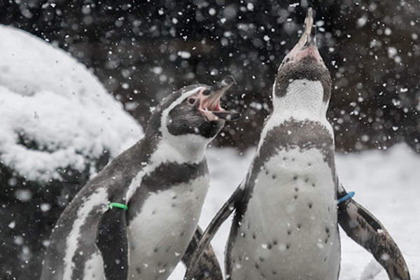 Pinguins spelen met sneeuw